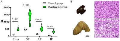 Multi-omics reveals goose fatty liver formation from metabolic reprogramming
